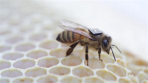 Intel's Edison joins the quest to save the bees 